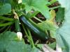 Zucchini