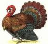 Lvs Thanksgiving 2007