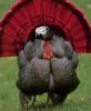 Thanksgiving Turkey Dinner