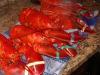 Downeast Lobster Bake