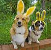 Easter Dinner