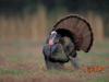 Five Days of Thanksgiving