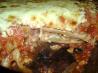 World's Best Lasagna