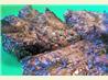 Sheila's Peppered Lamb Chops