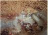 Scalloped Potatoes With Bread Crumb Topping. Recipe by um-um-good