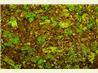 Beef or Chicken Fajita Marinade. Recipe by Angie D.