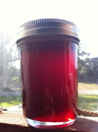 Tuna ( Prickly Pear Cactus Fruit ) Jelly. Photo by Molly53