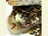 Steak Sandwich