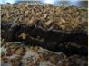 Brownie Torte. Recipe by Junebug