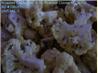 Roasted Cauliflower & 16 Roasted Cloves of Garlic