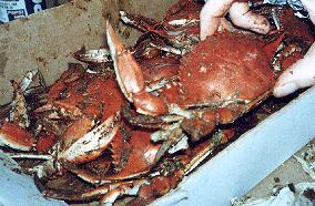 Blue Crabs Steamed Maryland Style. Photo by Chef Dude