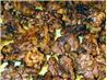 Spiced Walnuts. Recipe by echo echo