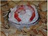 Super Bowl Sunday Seafood Dip. Recipe by riffraff