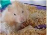 Berry Nice Cookies for Hamsters. Recipe by Heather Sullivan