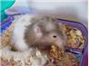 Berry Nice Cookies for Hamsters