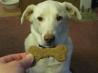 Dog Cookies. Recipe by Lvs2Cook