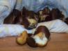 Roasted Chestnuts Oven or Stove Top