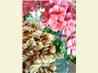 Antipasto Pasta Salad. Recipe by Roxygirl in Colorado