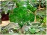 Herbal Ice Cubes
