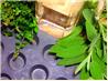 Herbal Ice Cubes