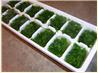 Herbal Ice Cubes