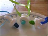 Baby Pacifiers (shower Favors). Photo by Parrot Head Mama
