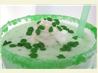 Copycat Mcdonald's Shamrock Shake