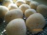 Whole Wheat Yogurt  Honey Dinner Rolls Bread Machine