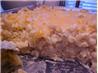 Baked Macaroni and Cheese