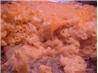 Baked Macaroni and Cheese