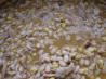 Crock Pot White Chicken Chili