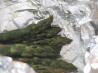 Foil Baked Asparagus