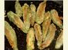 Fried Okra