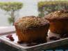 Cranberry Streusel Muffins. Recipe by lauralie41
