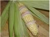Bacon Wrapped Grilled Corn on the Cob