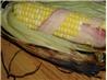 Bacon Wrapped Grilled Corn on the Cob