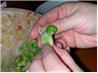 Gabriel’s Sauteed Fava Beans