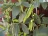 Gabriel’s Sauteed Fava Beans
