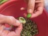 Gabriel’s Sauteed Fava Beans