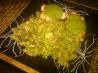 Spinach Ala Pesto Pasta