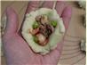 Deep Fried Taro/Yam Puffs