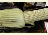Easy Delicious Roasted Corn on the Cob. Photo by The Big Cheese