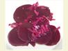 Simple, Easy Pickled Beets. Recipe by The Big Cheese