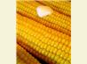 Microwave Corn on the Cob