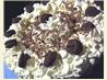 Oreo Cheesecake