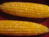 Kittencal's Milk Boiled Corn on the Cob