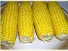 Kittencal's Milk Boiled Corn on the Cob