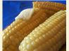 Kittencal's Milk Boiled Corn on the Cob