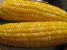 Kittencal's Milk Boiled Corn on the Cob