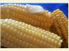 Kittencal's Milk Boiled Corn on the Cob